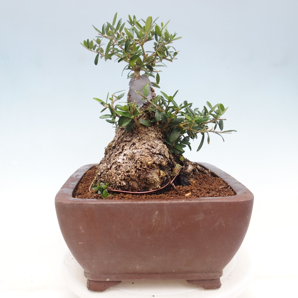 Izbová bonsai - Olea europaea sylvestris -Oliva evropská drobnolistá
