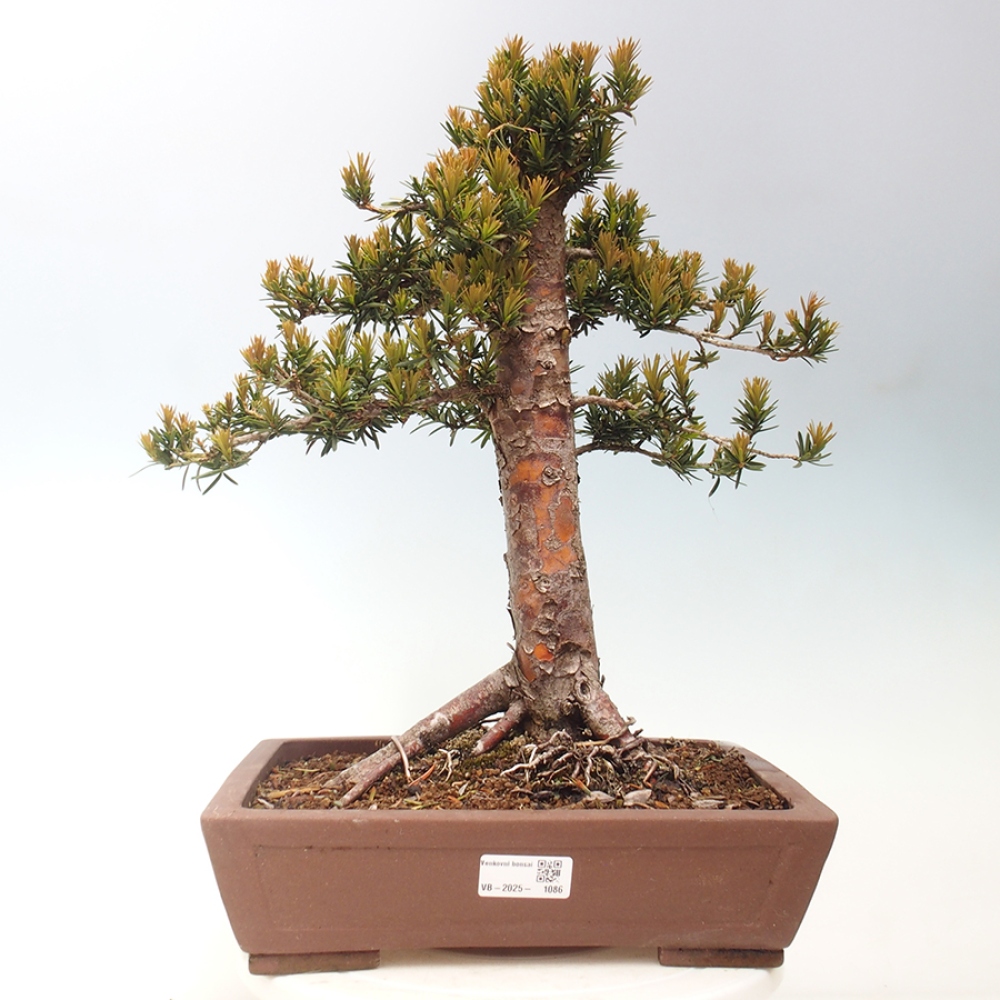 Vonkajší bonsai - Taxus cuspidata - Tis japonský