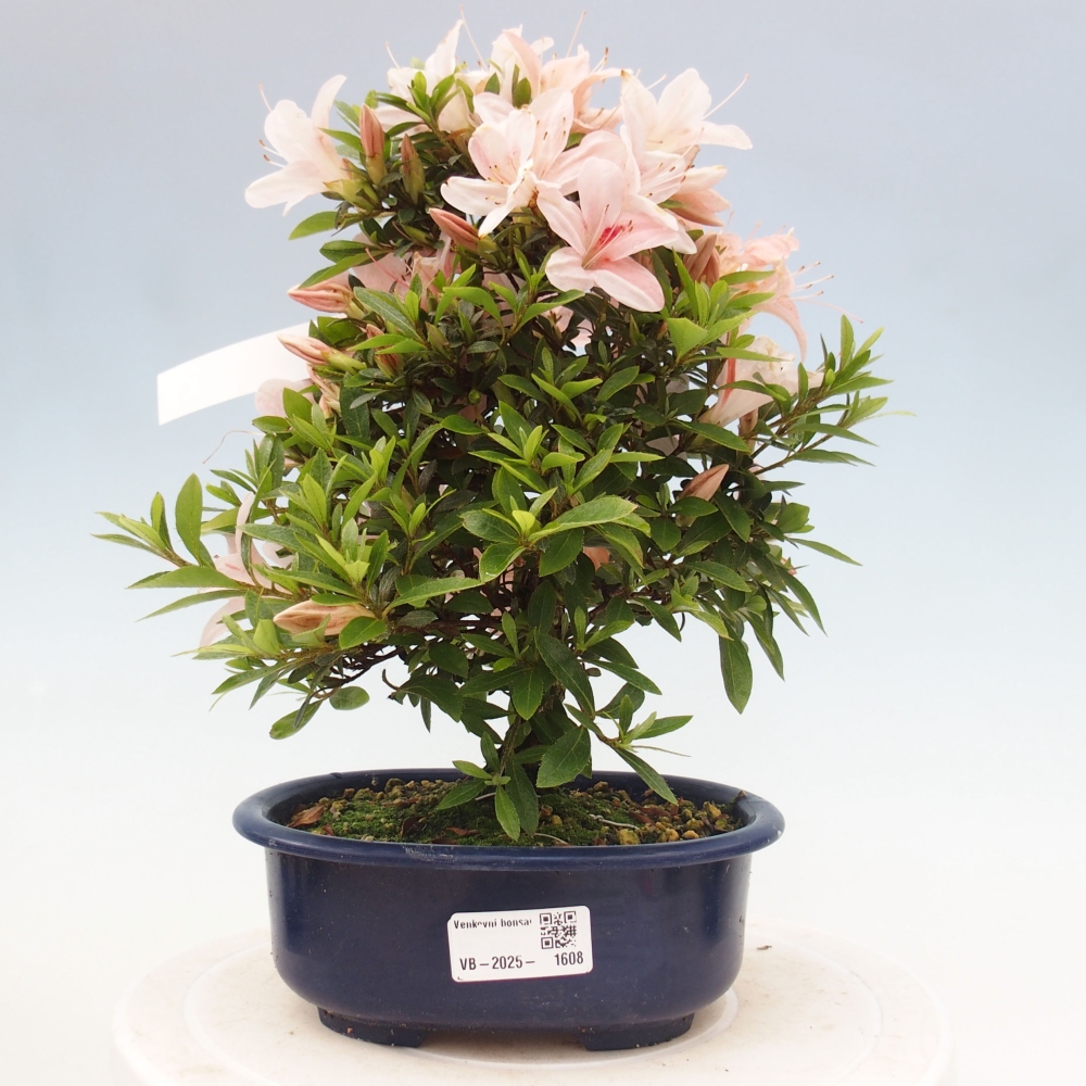 Vonkajší bonsai - Japonská azalka -  Azalea Nikko