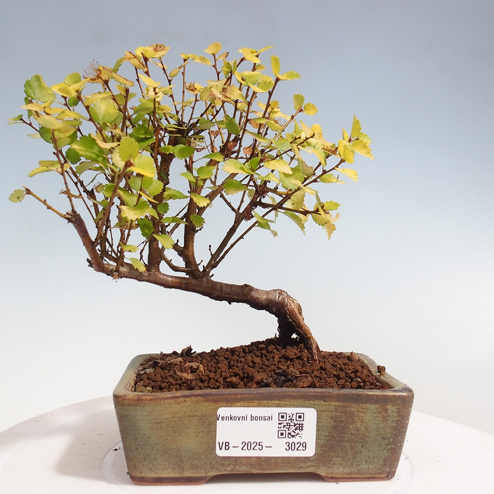 Vonkajší bonsai - breza trpasličí - Betula NANA Treasure