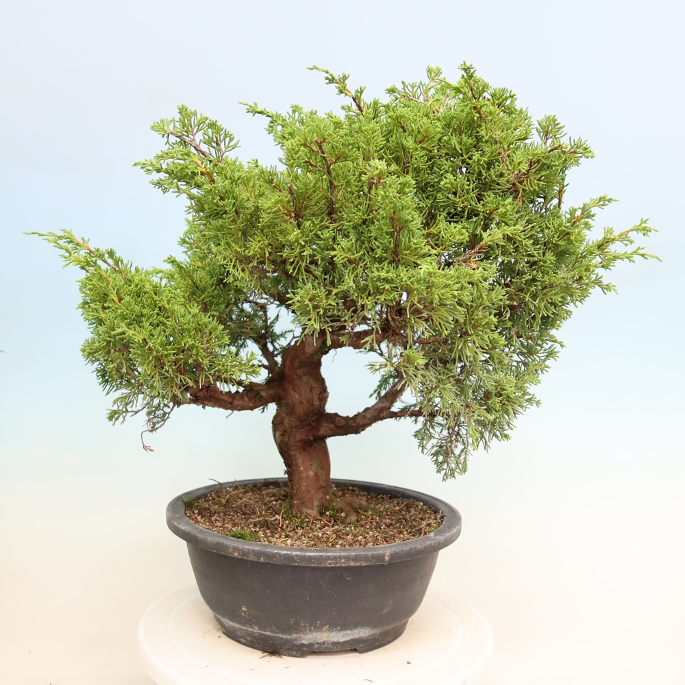 Vonkajší bonsai – Juniperus chinensis Itoigawa – čínsky jalovec