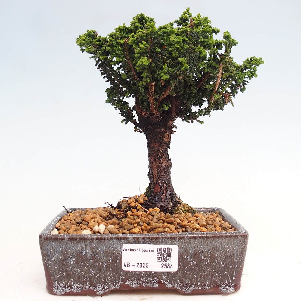 Vonkajšie bonsai - Cham. obtusa SEKKA HINOKI - Cyprus
