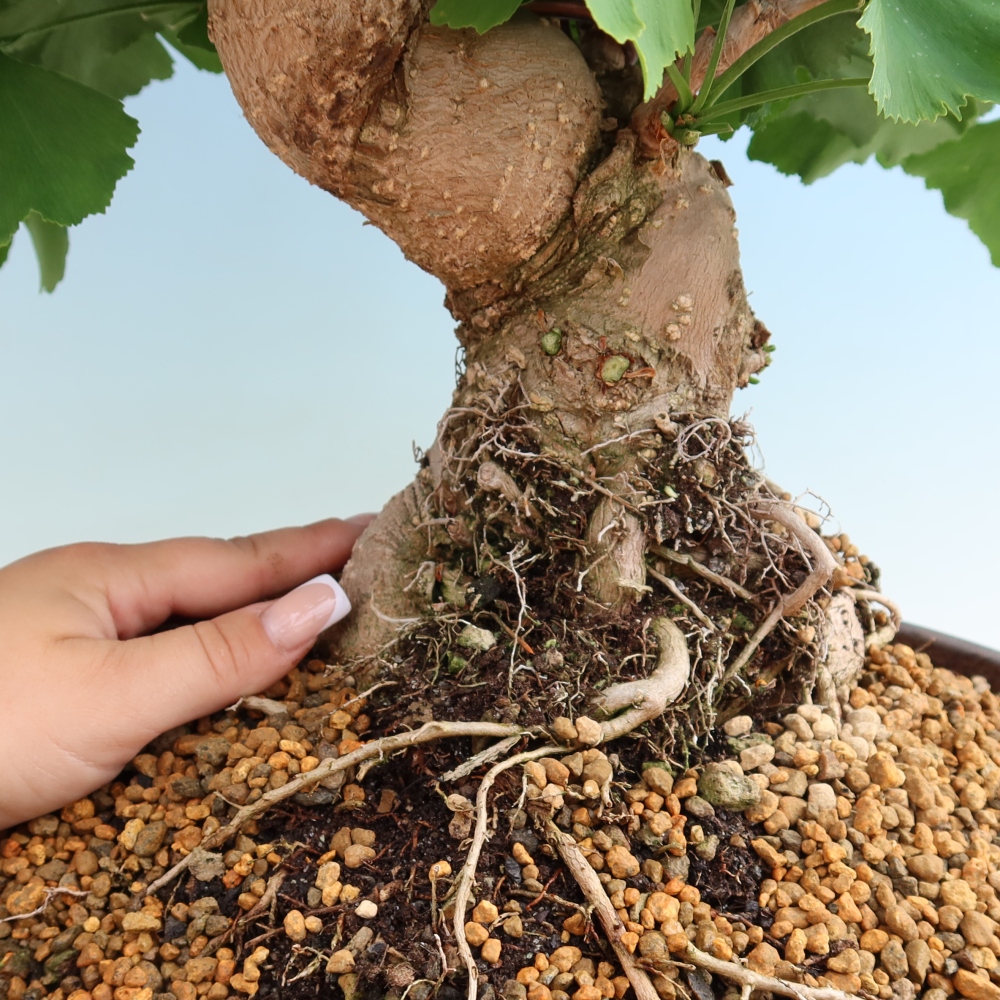 Vonkajšie bonsaje - Ginkgo biloba - Ginkgo biloba