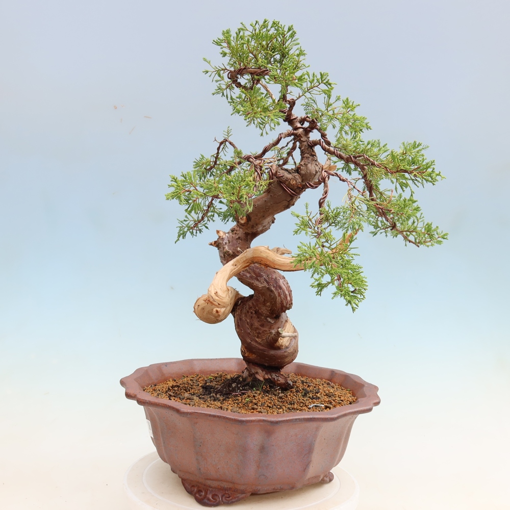 Vonkajší bonsai – Juniperus chinensis Itoigawa – čínsky jalovec