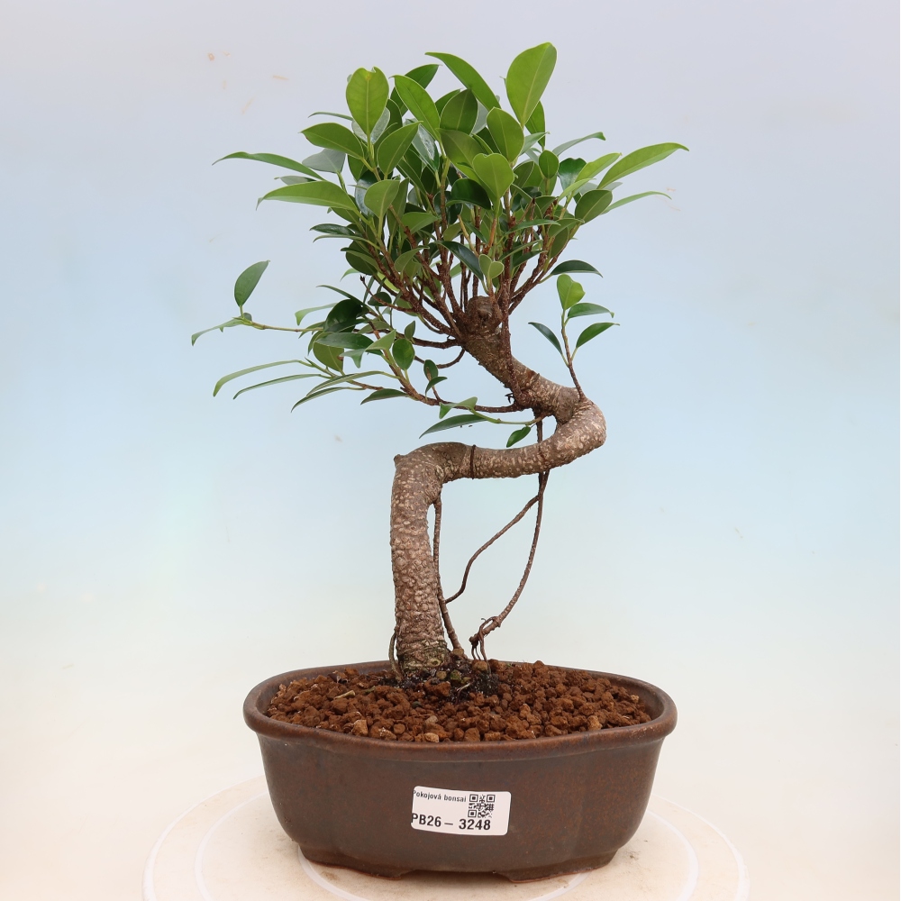 Izbové bonsaje - Ficus kimmen - drobnolistý fikus
