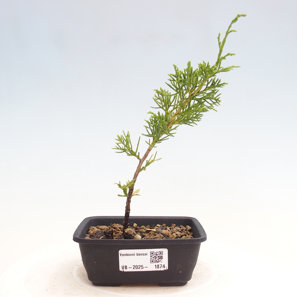 Vonkajší bonsai - Juniperus chinensis Itoigawa -Jalovec čínsky