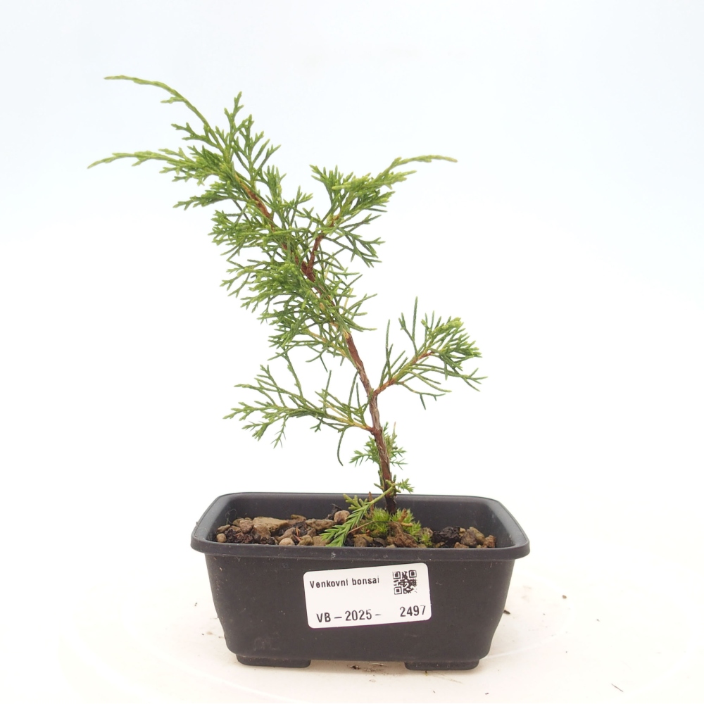 Vonkajší bonsai - Juniperus chinensis Itoigawa -Jalovec čínsky