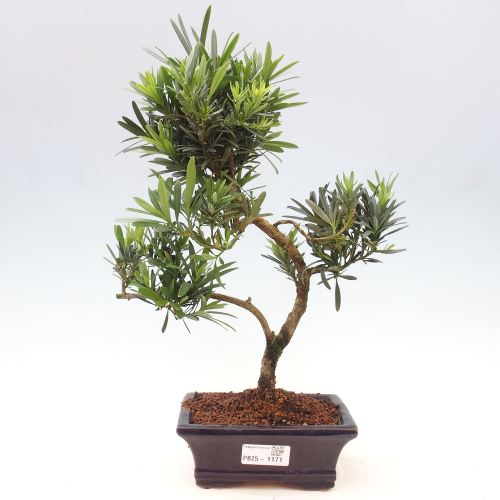 Izbová bonsai - Podocarpus - Kamenný tis