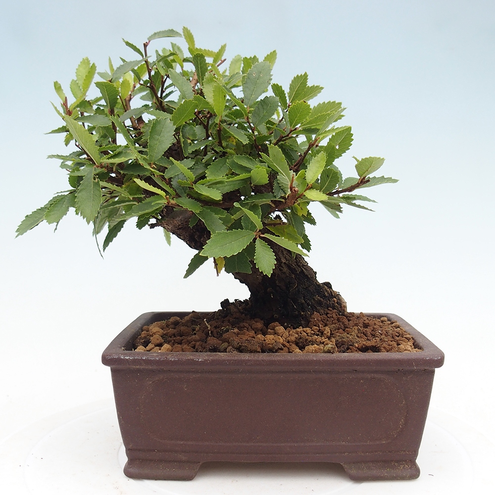 Vonkajšie bonsaje - Zelkova - Zelkova NIRE