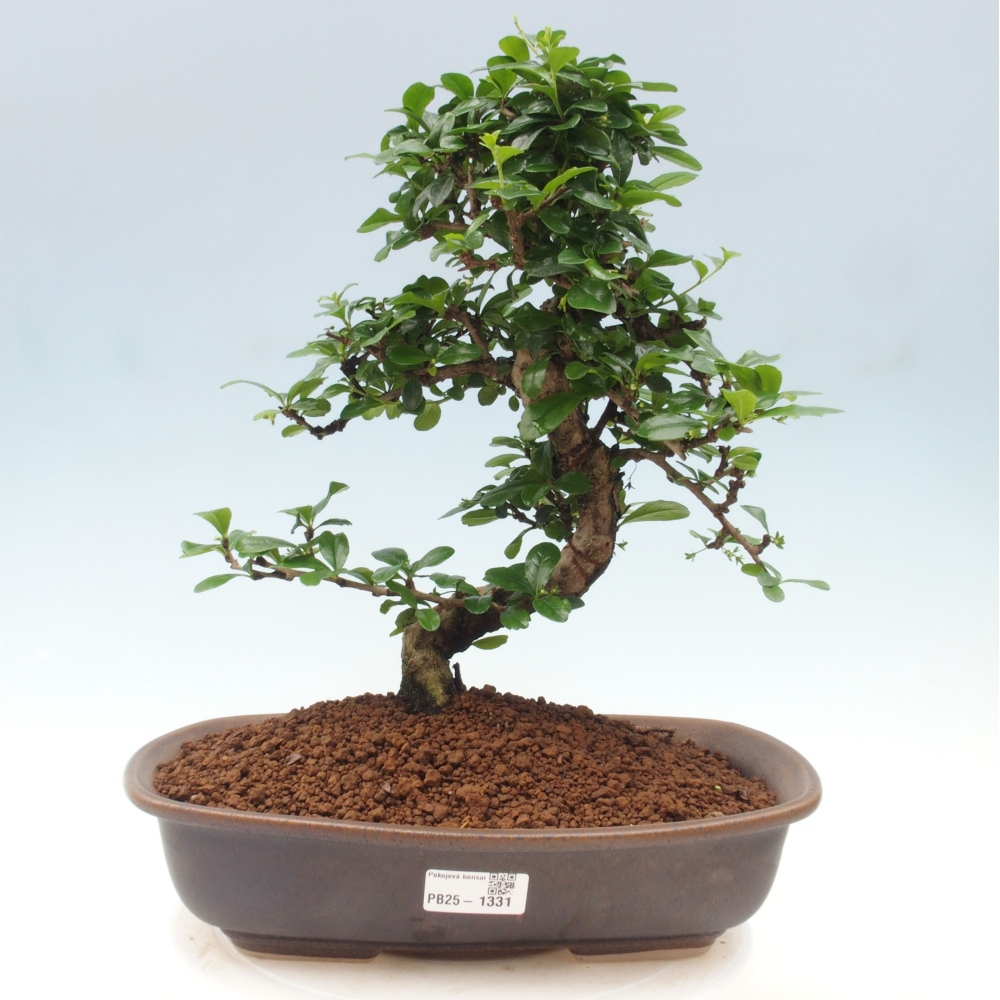 Izbová bonsai - Carmona macrophylla - Čaj fuki