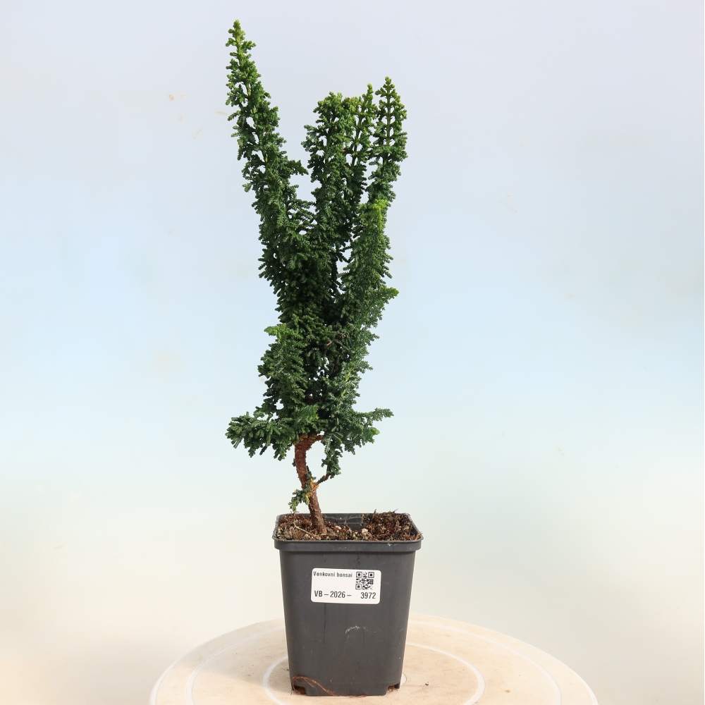 Vonkajší bonsaj - Cham. obtusa SEKKA HINOKI - Cypruštek