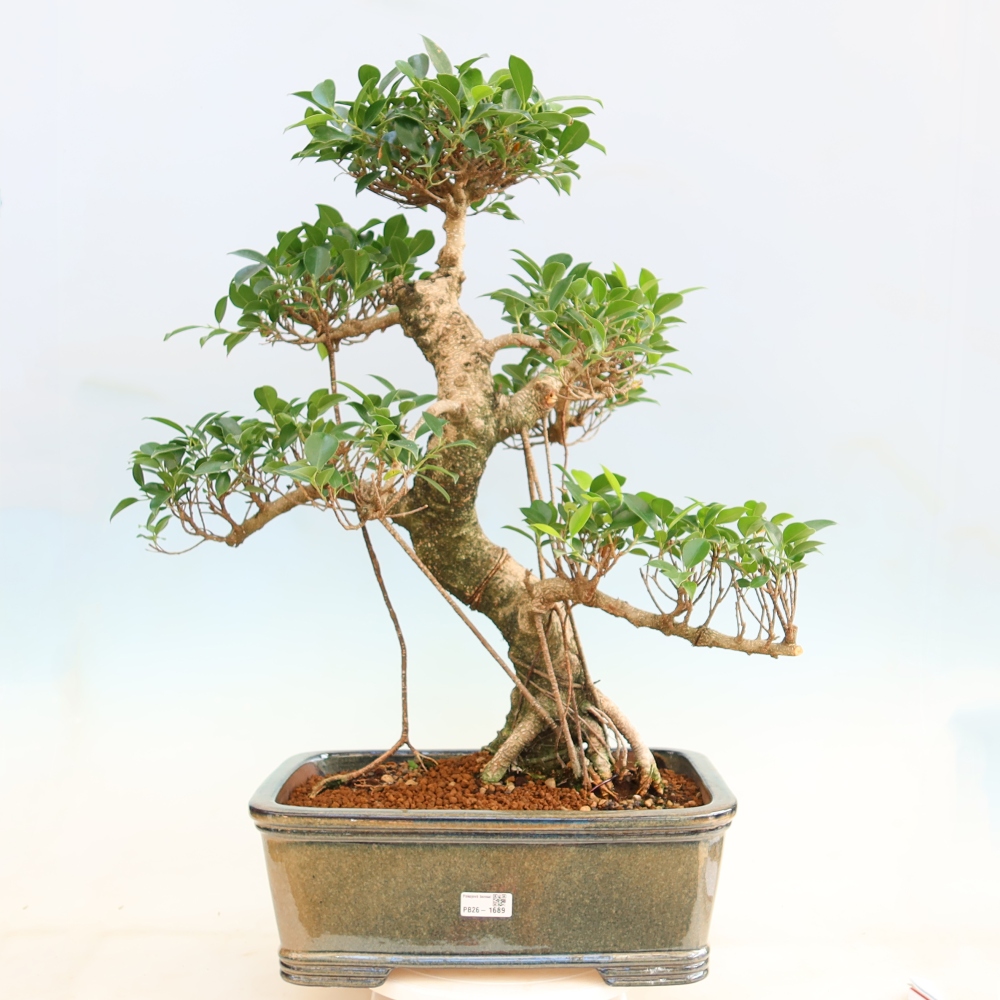 Izbové bonsaje - Ficus kimmen - drobnolistý fikus