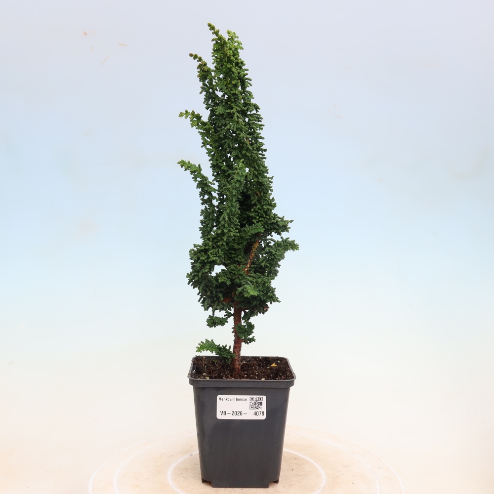 Vonkajší bonsaj - Cham. obtusa SEKKA HINOKI - Cypruštek