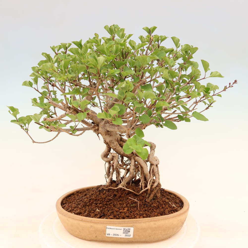 Vonkajší bonsaj - Syringa microphylla - drobnokvetý šeřík