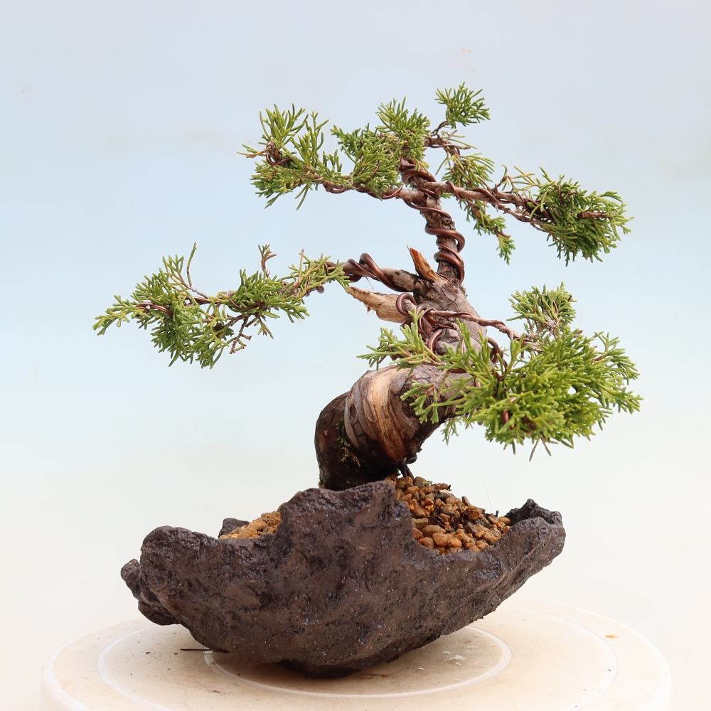 Vonkajší bonsai – Juniperus chinensis Itoigawa – čínsky jalovec