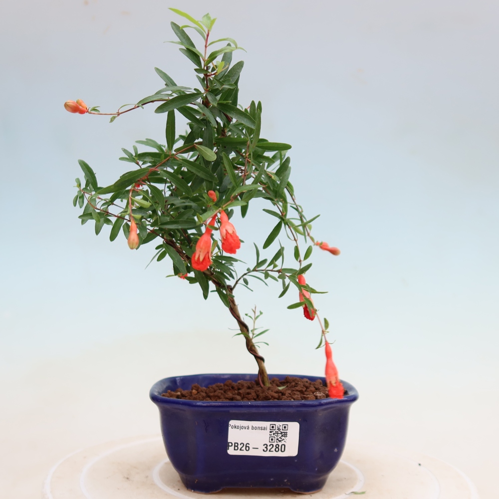 Izbový bonsaj-PUNICA granatum nana-Granátové jablko