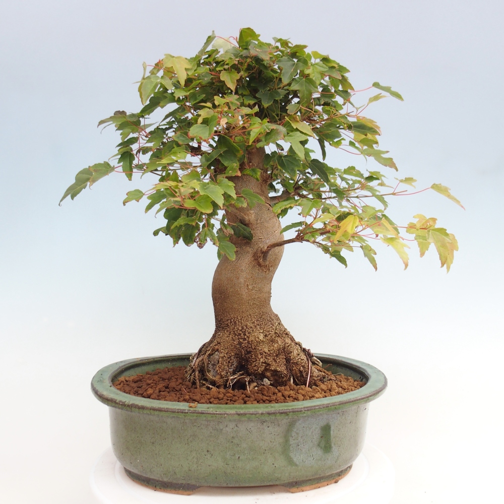 Vonkajšie bonsai - Javor Buergerianum - Javor Burgerův