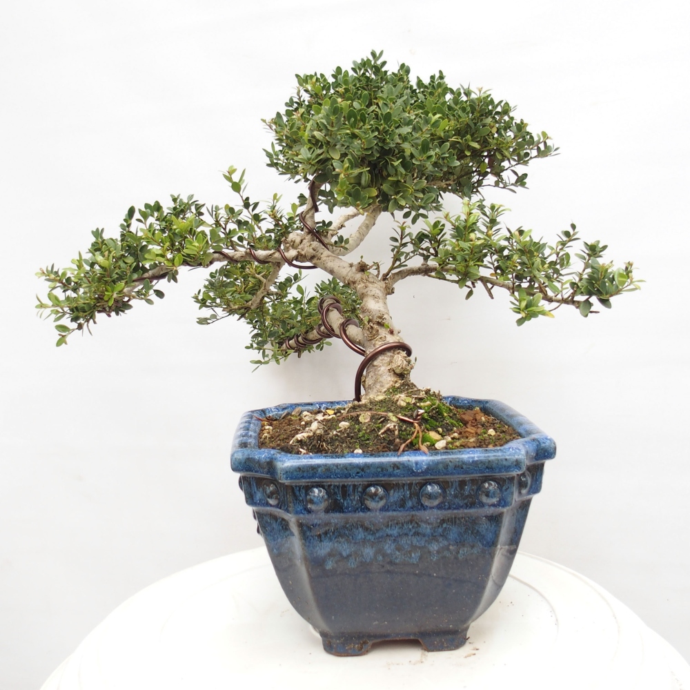 Izbová bonsai - Ilex crenata - Cezmína