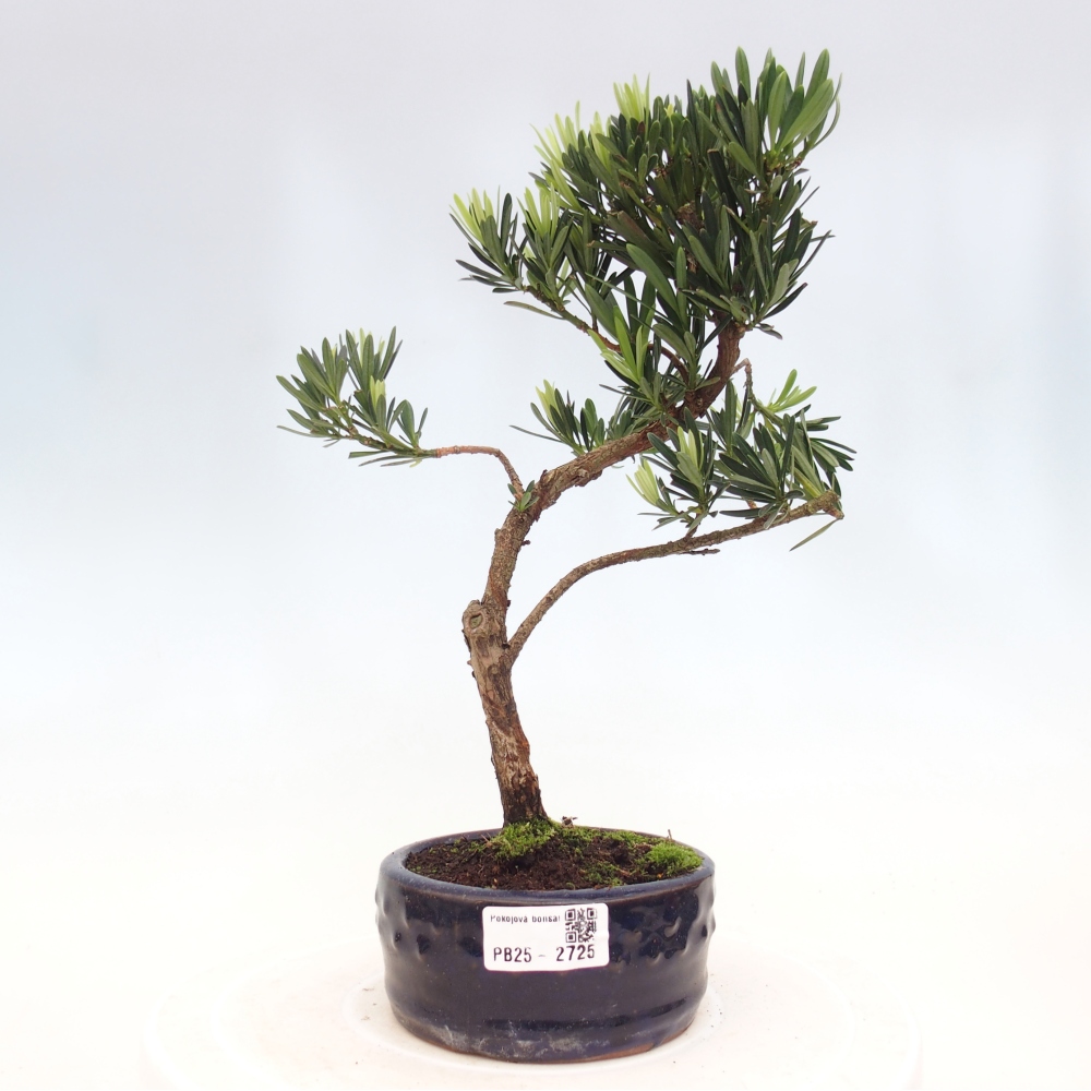 Izbová bonsai - Podocarpus - Kamenný tis