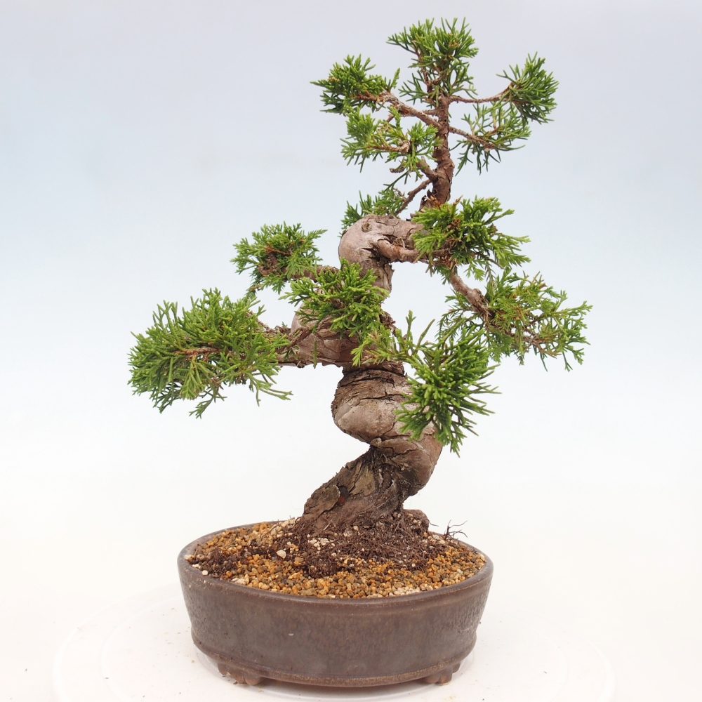 Vonkajší bonsai - Juniperus chinensis Itoigawa -Jalovec čínsky