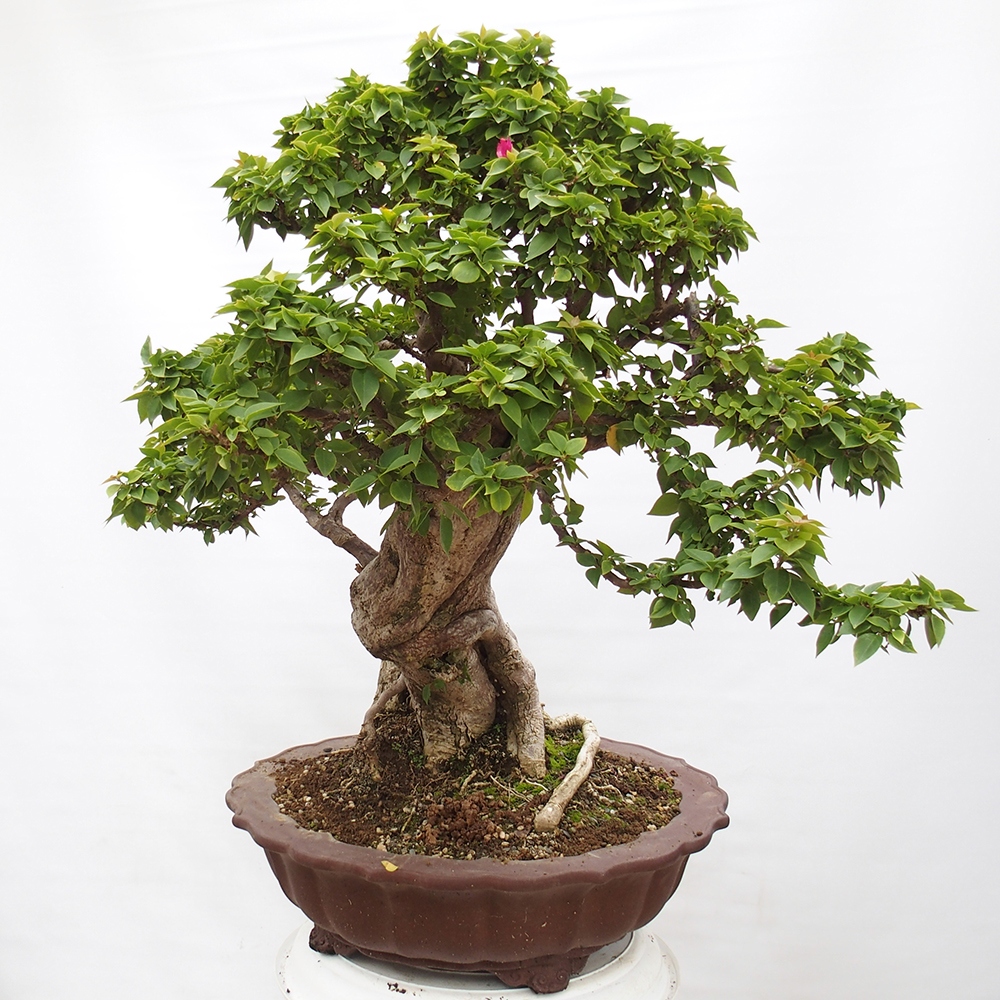 Izbová bonsai - Bouganwilea