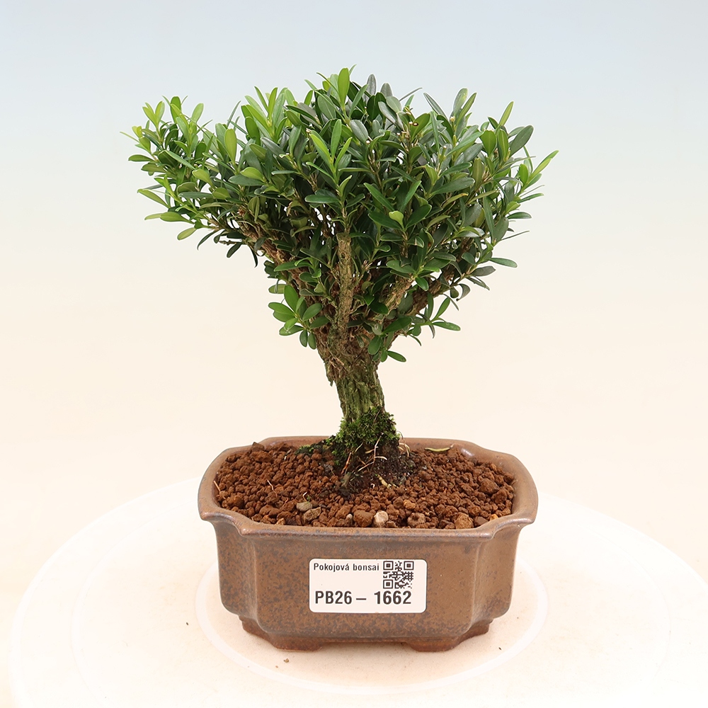 Izbové bonsaje - Buxus harlandii - korkový buxus