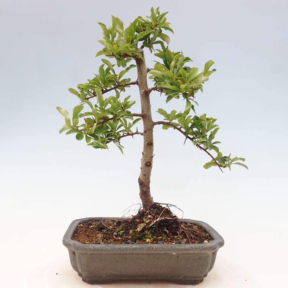 Vonkajšia bonsai-Pyracanta Teton -Hlohyně