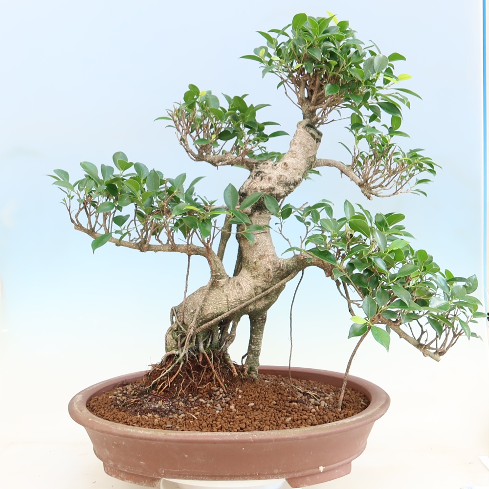 Izbové bonsaje - Ficus kimmen - drobnolistý fikus
