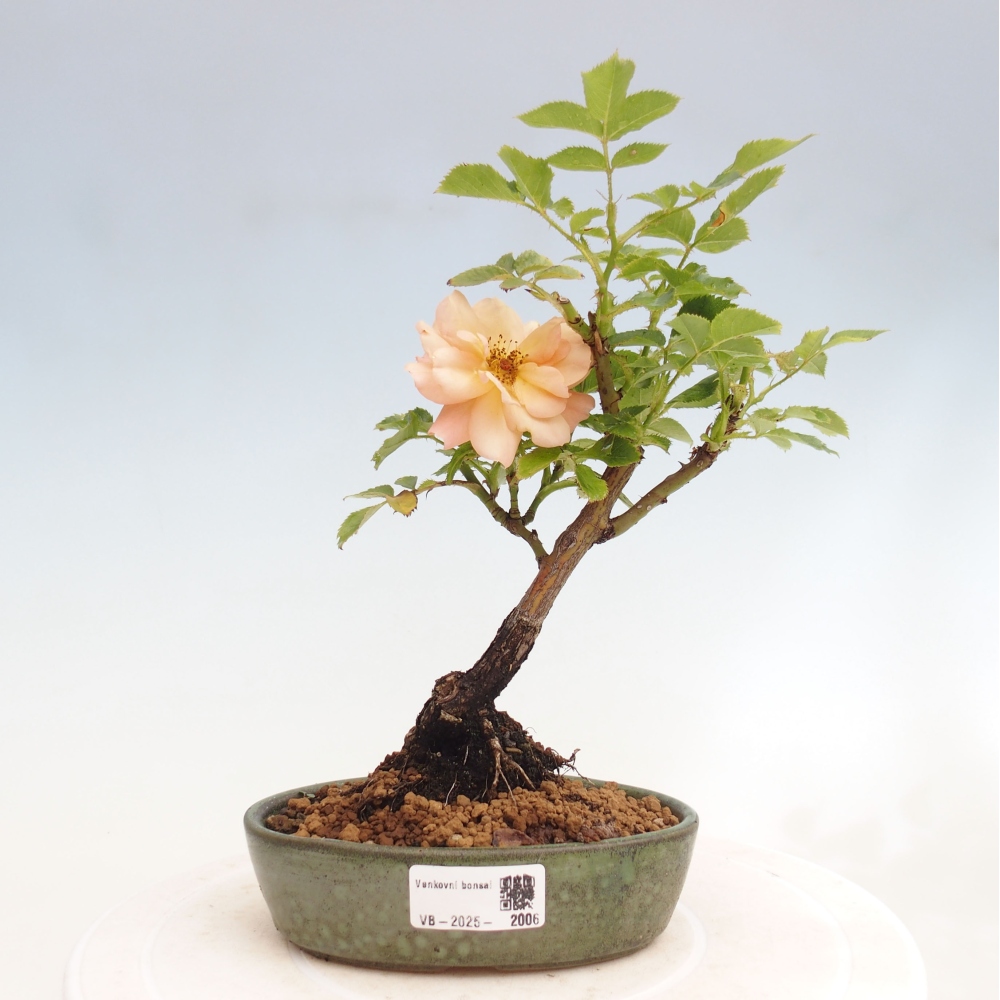 Vonkajší bonsai - Rosa Kordes - ruža