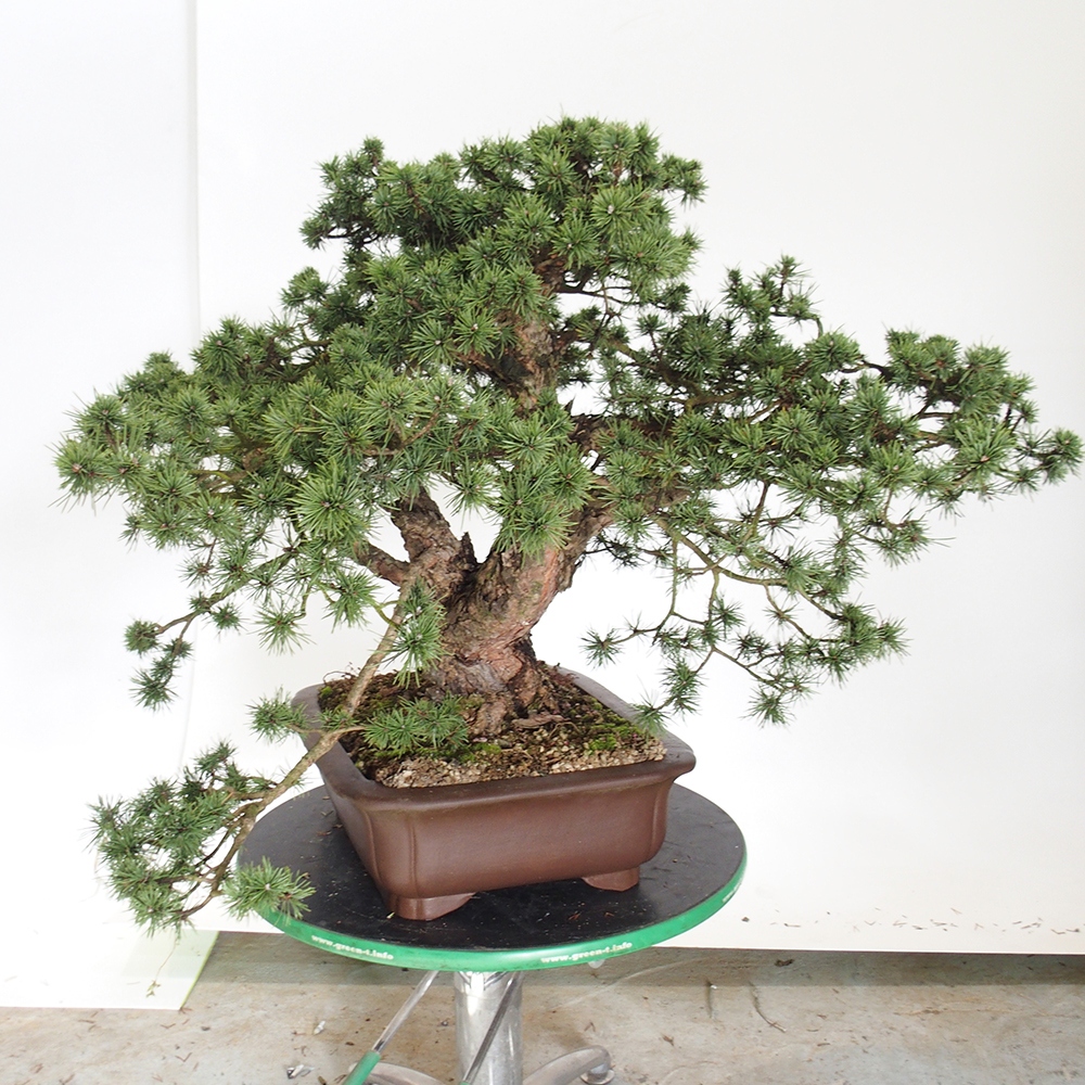 Yamadori - Pinus sylvestris Španielsko