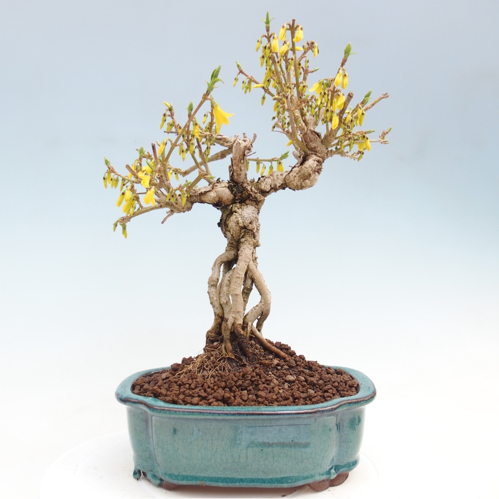 Vonkajšie bonsaje - Zlatice - Forsythia koreana