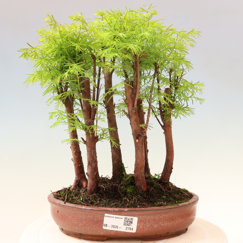 Vonkajší bonsai – Metasequoia glyptostroboides – čínska metasekvoja – hájik