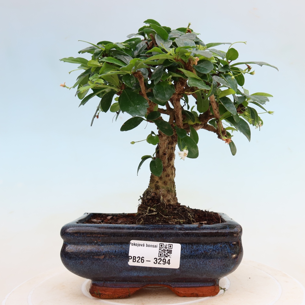 Izbové bonsaje - Carmona macrophylla - Tea fuki