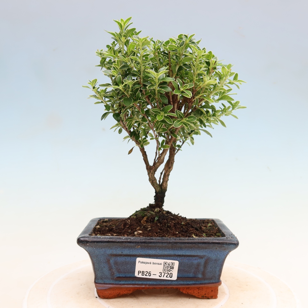 Izba bonsai – Serissa foetida Variegata – Strom tisíc hviezd