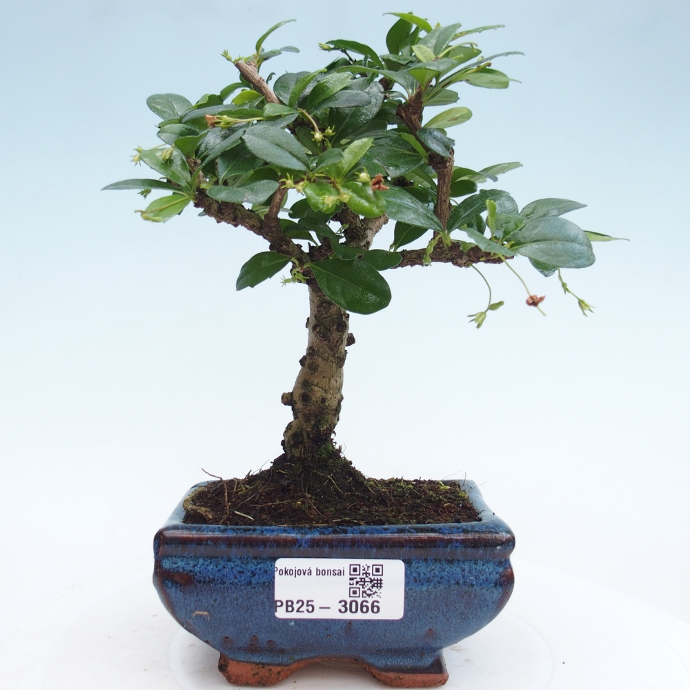 Izbová bonsai - Carmona macrophylla - Čaj fuki
