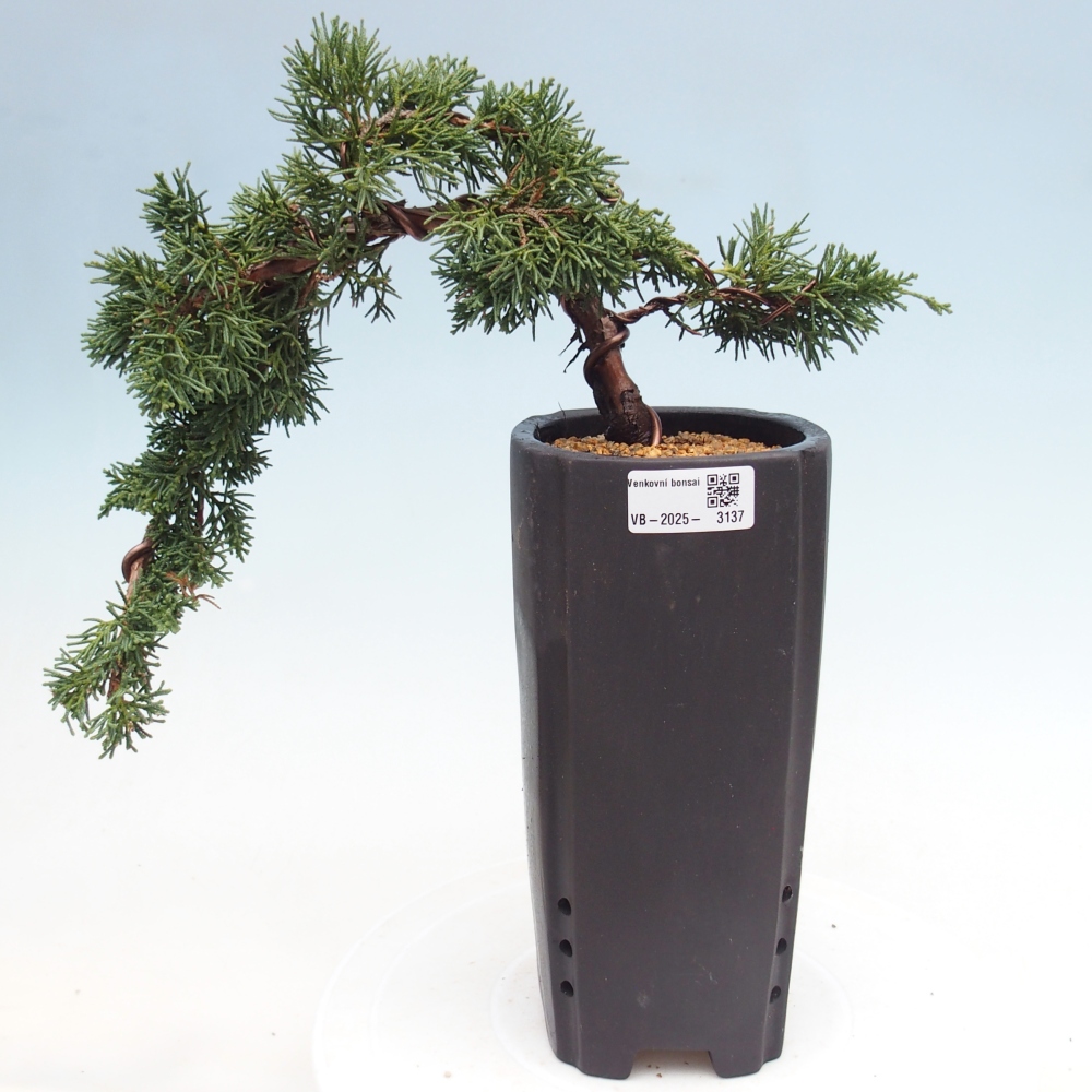 Vonkajší bonsai - Juniperus chinensis Kishu -Jalovec čínsky