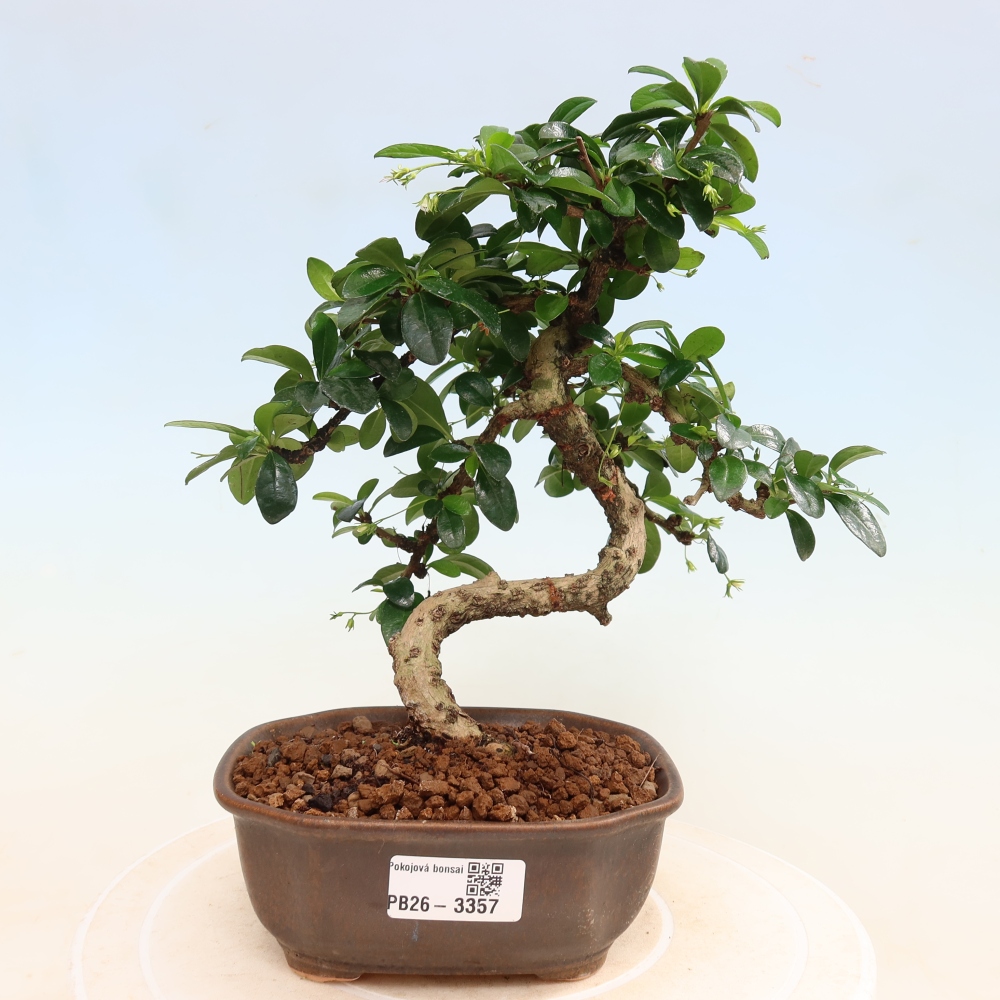 Izbové bonsaje - Carmona macrophylla - Tea fuki
