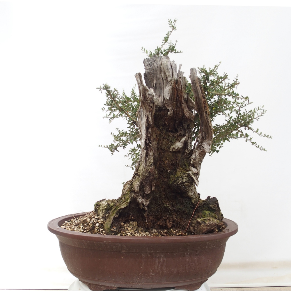 Izbová bonsai - Olea europaea sylvestris -Oliva evropská drobnolistá