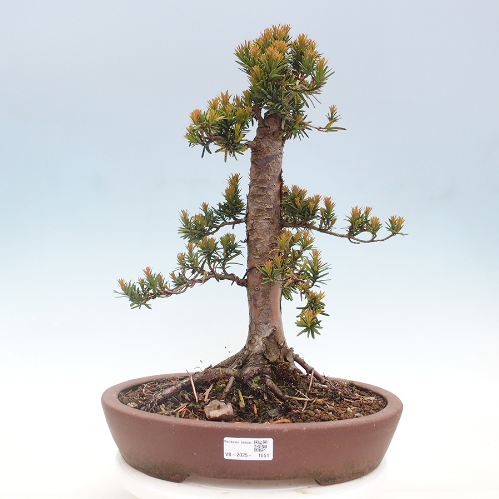 Vonkajší bonsai - Taxus cuspidata - Tis japonský