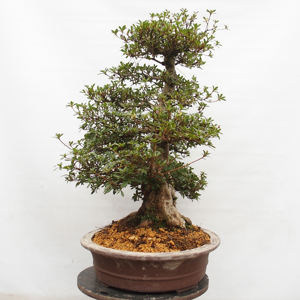 Vonkajší bonsai - Japonská azalka -  Azalea Byakuren