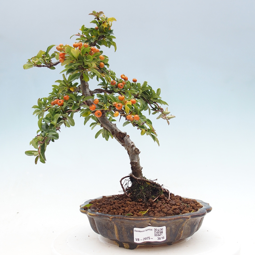 Vonkajšia bonsai-Pyracanta Teton -Hlohyně
