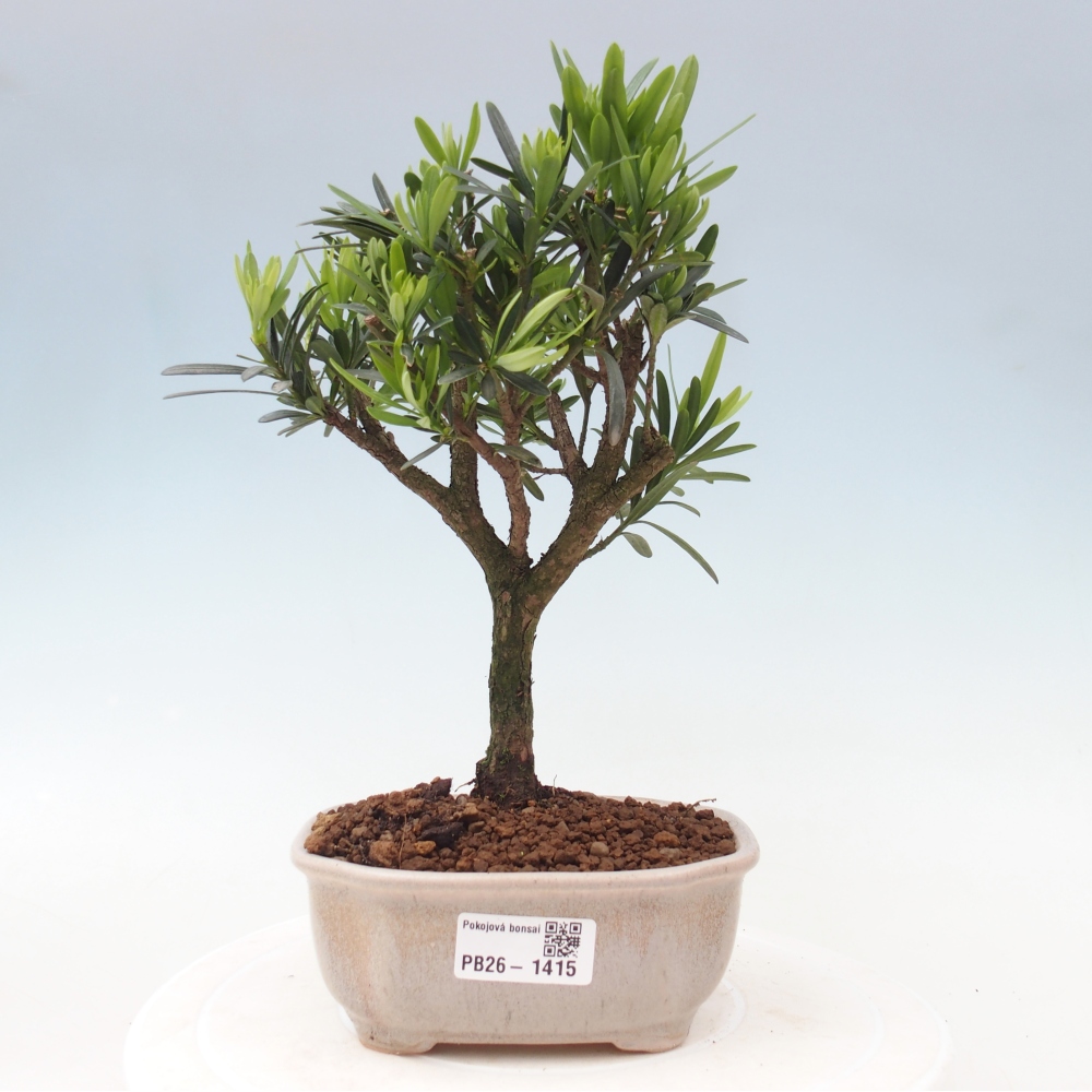 Izbové bonsaje - Podocarpus - Kamenný tis