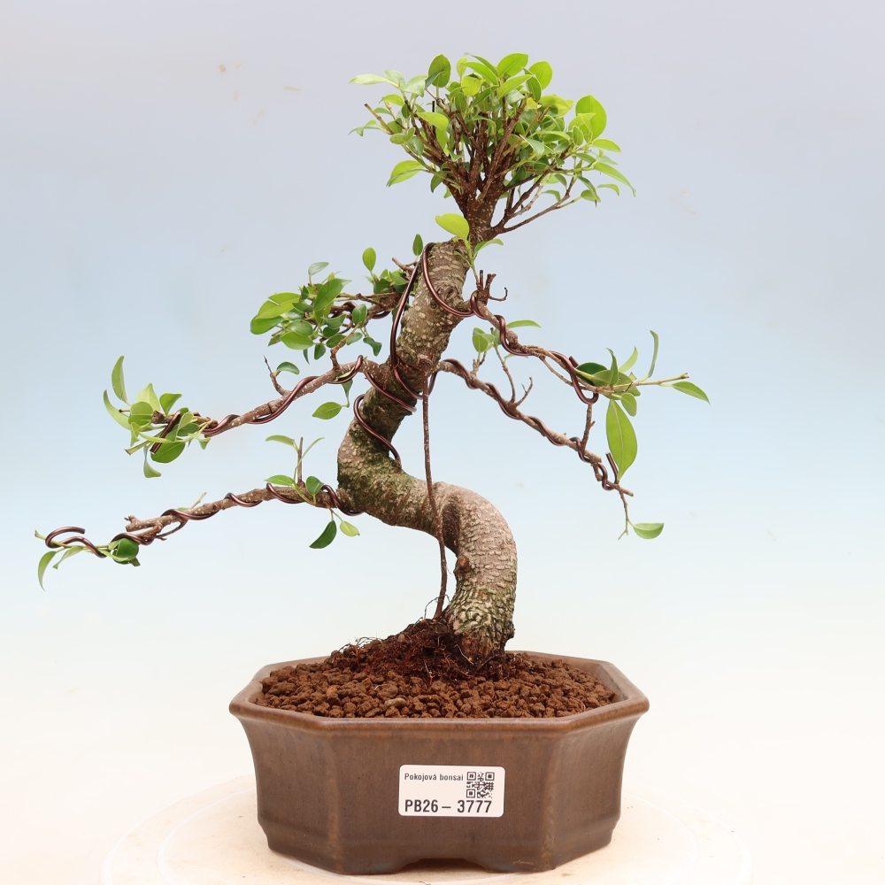 Izbové bonsaje - Ficus kimmen - drobnolistý fikus