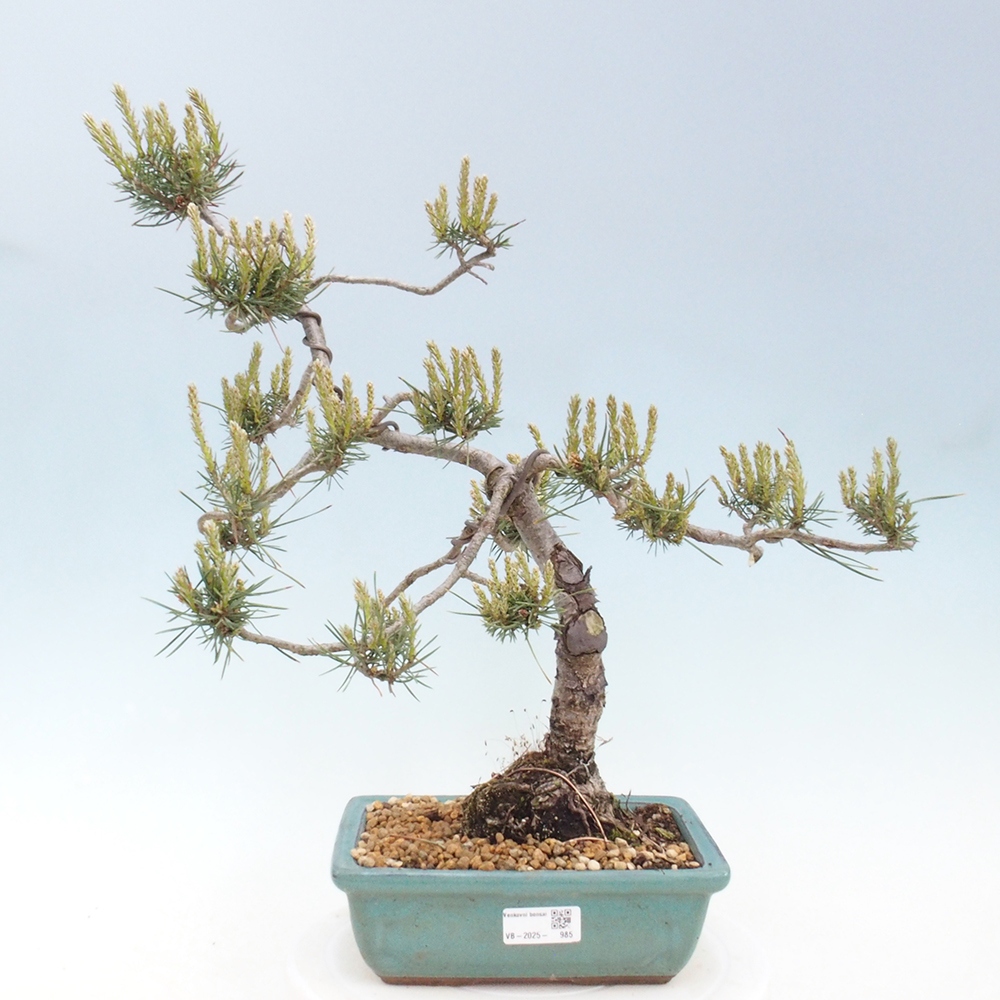 Vonkajšie bonsai - Pinus Sylvestris - Borovica lesná