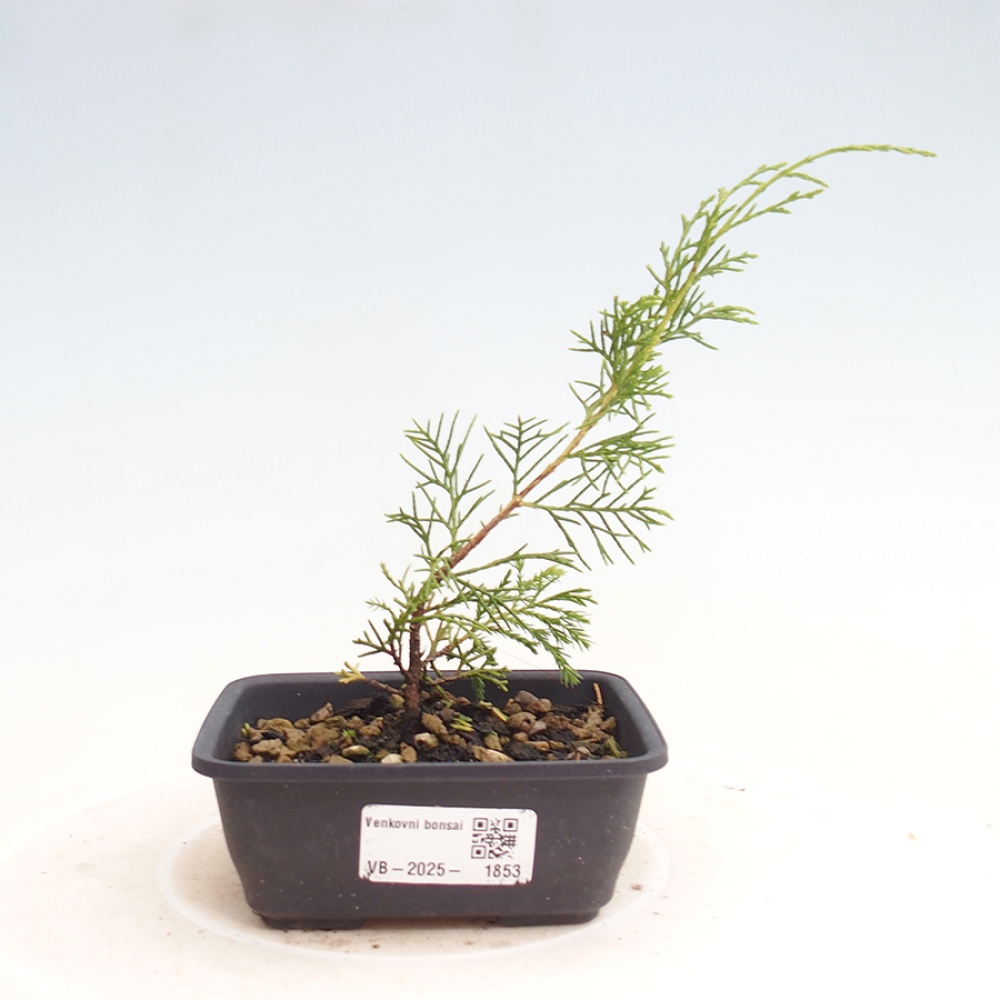 Vonkajší bonsai - Juniperus chinensis Itoigawa -Jalovec čínsky