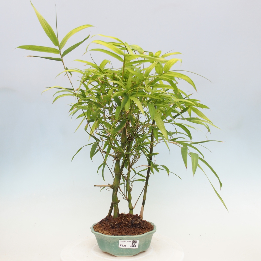 Izbová bonsai - Bambus budha-Bambus budhovo brucho