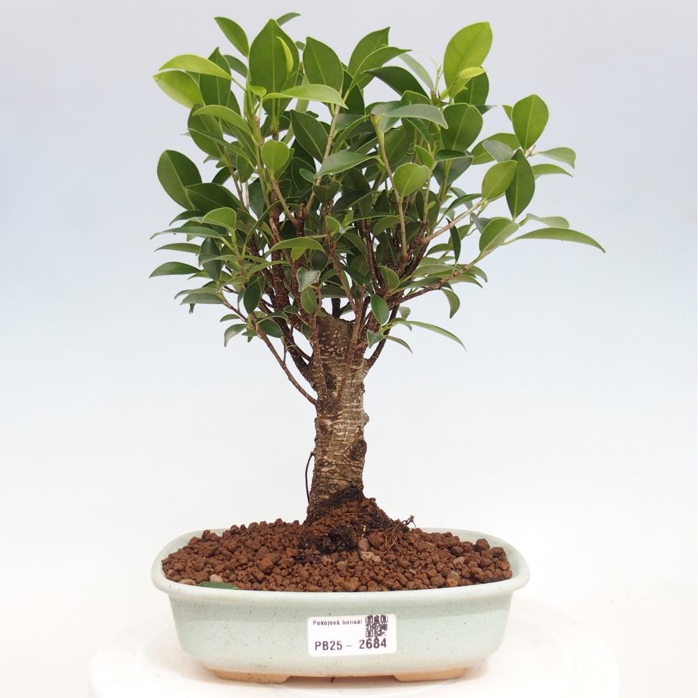 Izbová bonsai - Ficus retusa - malolistá fikus