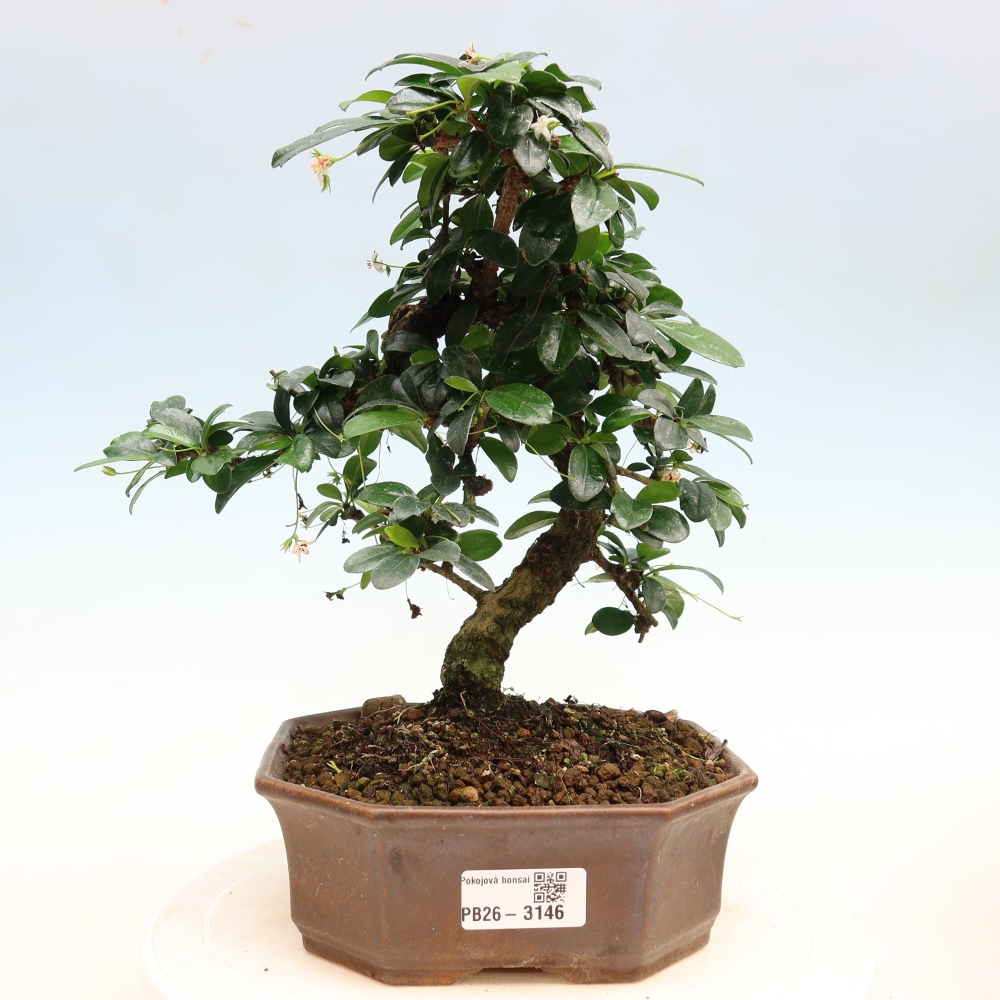 Izbové bonsaje - Carmona macrophylla - Tea fuki