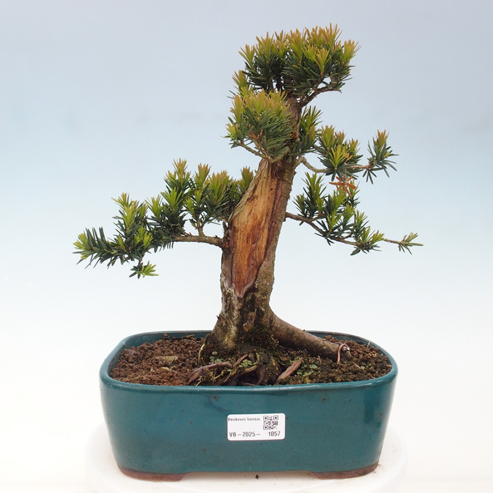 Vonkajší bonsai - Taxus cuspidata - Tis japonský