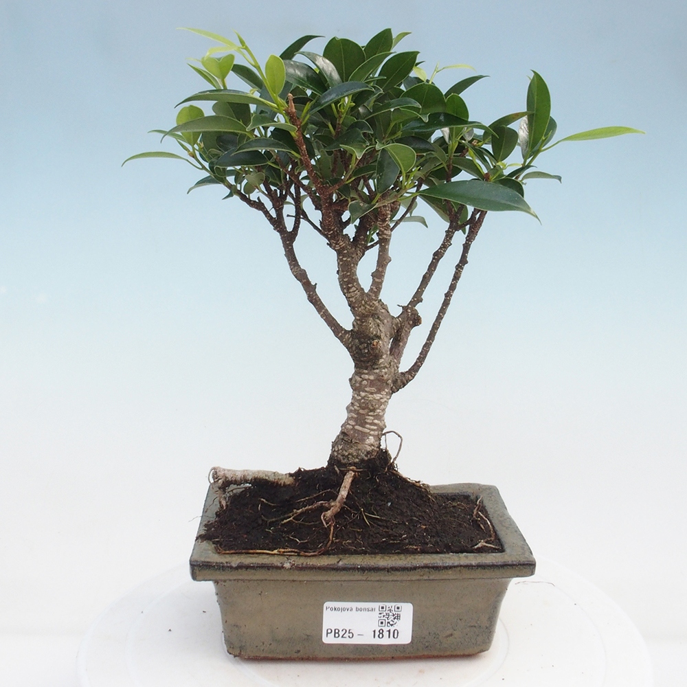 Izbová bonsai - Ficus retusa - malolistý fikus